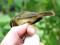Radde's Warbler (Phylloscopus schwarzi) Kolka, Dundaga county, 21-Sep-2013. © Karlis Millers Phylloscopus schwarzi