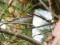 Firecrest (Regulus ignicapilla) Saraiki - Ziemupe, Pavilosta county, 29-Sep-2013. © Ugis Piterans Regulus ignicapilla