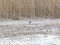 Whinchat (Saxicola rubetra) Ezerkrasts, Liepaja, 14-Dec-2013. © Karlis Millers Saxicola rubetra