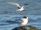 Sterna hirundo