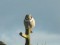 Northern Hawk-Owl (Surnia ulula) Pape, Rucava county, 28-Sep-2013. © Inta Vitola Surnia ulula