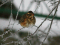 Redwing (Turdus iliacus) Daugavpils, 14-Dec-2013. © Andris Erts