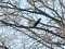 Turdus torquatus