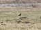 Turdus torquatus