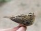 Aquatic Warbler (Acrocephalus paludicola) Pape B.O., Rucava county, 31-Jul-2014. © Maris Bazulis Acrocephalus paludicola