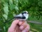 Aegithalos caudatus europaeus
