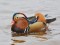 Mandarin Duck (Aix galericulata) Kisezers lake, Riga, 27-Nov-2014. © Igors Denisovs Aix galericulata
