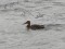 Shoveler (Anas clypeata) Daugavpils, 16-Nov-2014. © Andris Erts Anas clypeata