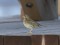 Anthus pratensis