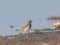 Water Pipit (Anthus spinoletta) Liepaja lake E coast, Grobina county, 09-Nov-2014. © Janis Jansons Anthus spinoletta