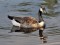 Branta canadensis
