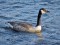 Branta canadensis