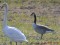 Branta canadensis