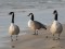 Branta canadensis