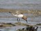 Sanderling (Calidris alba) Ragaciems, Lapmezciems county, 21-Jul-2014. © Matiss Riherts Calidris alba