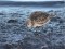 Calidris alpina