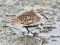 Dunlin (Calidris alpina) Mangalsala pier, Riga, 26-Nov-2014. © Igors Denisovs Calidris alpina