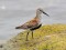 Dunlin (Calidris alpina) Mangalsala pier, Riga, 01-Jul-2014. © Igors Denisovs Calidris alpina