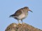 Calidris maritima