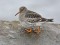 Purple Sandpiper (Calidris maritima) Mangalsala pier, Riga, 17-Nov-2014. © Igors Denisovs Calidris maritima