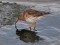 Calidris maritima