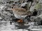 Calidris maritima