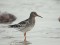Purple Sandpiper (Calidris maritima) Mersrags, 03-Nov-2014 © Edgars Laucis Calidris maritima