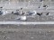 Calidris melanotos