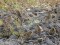 Carduelis flavirostris
