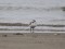 Charadrius alexandrinus
