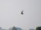 Whiskered Tern (Chlidonias hybrida) Liepaja lake, Grobina county, 29-Jul-2014. © Ritvars Rekmanis Chlidonias hybrida