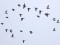 Columba oenas