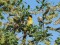 Emberiza melanocephala