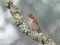 Emberiza rustica