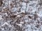 Emberiza schoeniclus