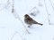 Emberiza schoeniclus