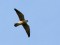 Falco vespertinus