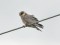 Falco vespertinus