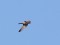 Falco vespertinus