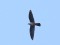 Falco vespertinus