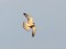 Falco vespertinus