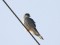 Falco vespertinus