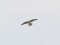 Falco vespertinus