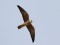 Falco vespertinus