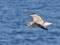 Ichthyaetus melanocephalus