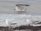 Larus cachinnans