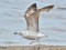 Larus cachinnans