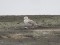 Larus cachinnans