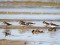 Broad-billed Sandpiper (Limicola falcinellus) Ainazi, Salacgriva county, 16-Jul-2014. © Ieva Grinerte Limicola falcinellus