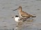 Bar-tailed Godwit (Limosa lapponica) Ragaciems, Lapmezciems county, 15-Jul-2014. © Matiss Riherts Limosa lapponica